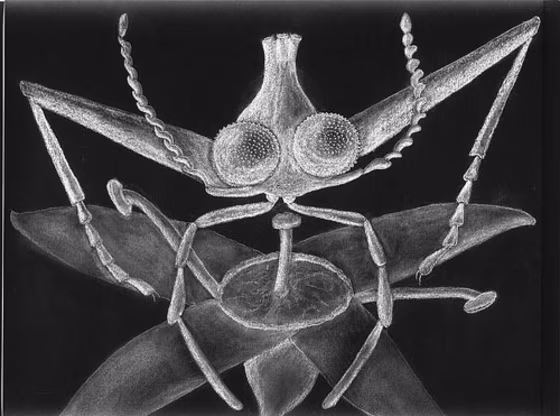 Image: Ancient fly