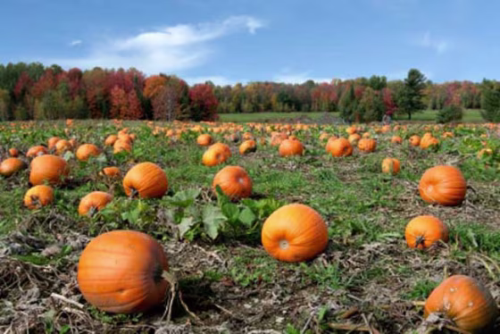 The United States' major pumpkin states produce over one billion pounds worth of pumpkins annually. 