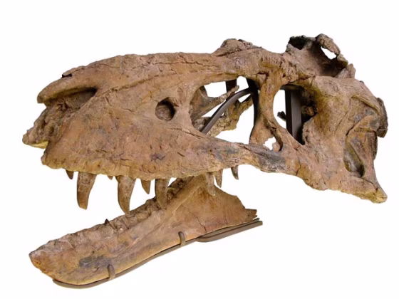 Image: Bistahieversor sealeyi