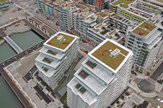 About 50 percent of the residential buildings in the Southeast False Creek project, which will house athletes during the Games,&nbsp;have roofs covered in grass, which absorb rainwater, provide insulation and attract wildlife.