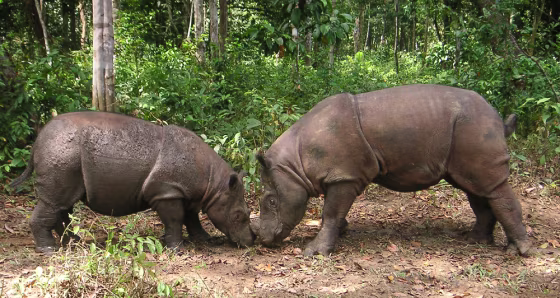 Image: rhinos Ratu and Andalas