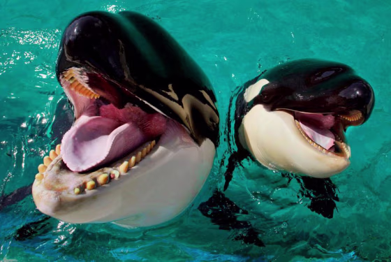 Image: Orcas