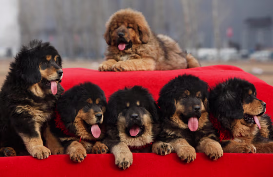 Image: Tibetan mastiff puppies