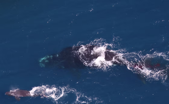 Image: right whale birth