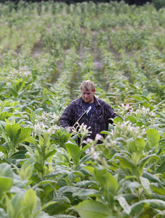 Image: Clinton Yates in tobacco field