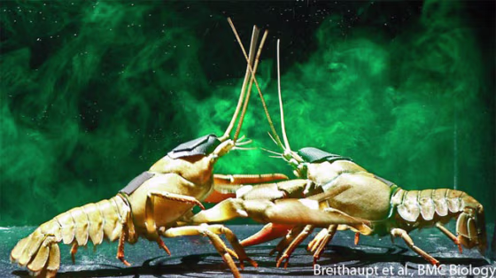 Two crayfish fight in a cloud of visualized urine. Females use urine as an aphrodisiac, but males use it as a signal for violence, according to new research.