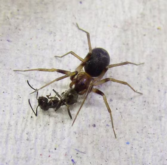 Image: Zodarion spider