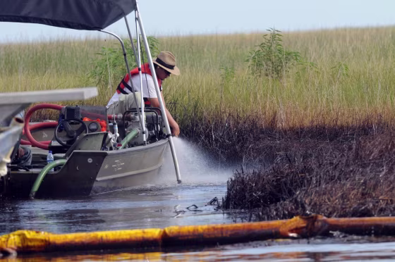 Image:  A workers washes the oiled grass in Barataria Bay