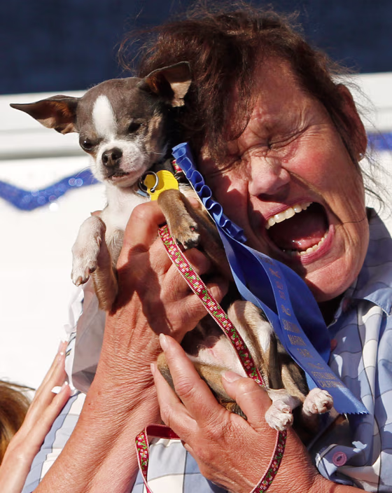 Image: Kathleen Francis, Princess Abby the Chihuahua
