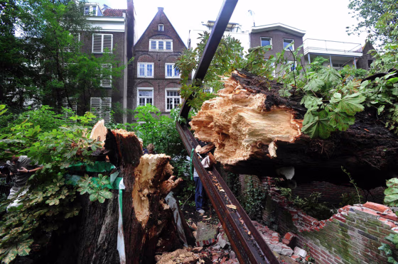 Image: Anne Frank's chestnut tree falls