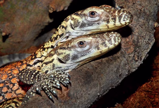 Image:Komodo Dragons