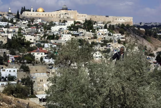 Image: A Palestinian man harvests his olive tre