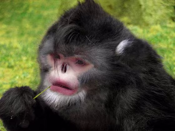 Image: Reconstruction of monkey image