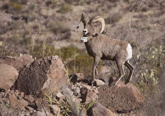 Image: Desert bighorn ram