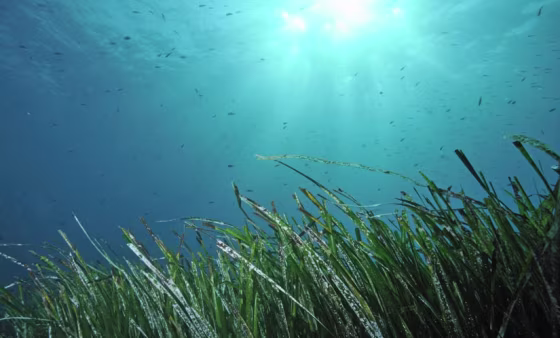 Image: Subterranean microbial ecosystems in ocean