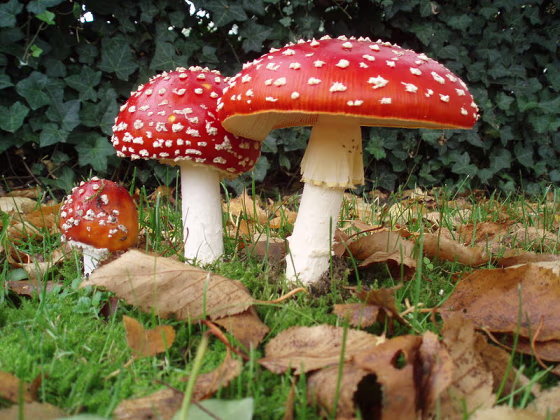 Image: Fly agaric mushroom