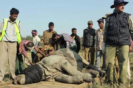 Image: Rhino being loaded into crate