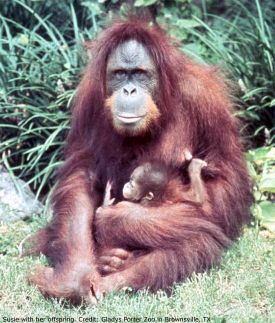Susie and her offspring pose for a photo. She was at the center of&nbsp; researchers' genome work.