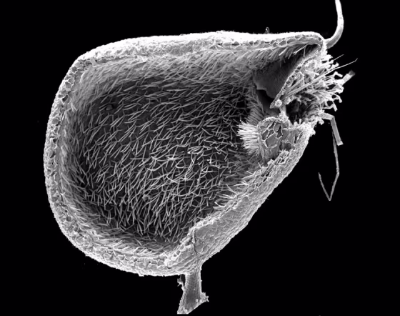 Image: aquatic carnivorous plant with suction traps