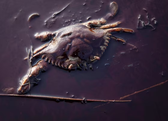 Image:  Dead crab