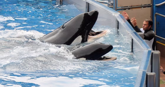 Image: Killer whale Tilikum at performance