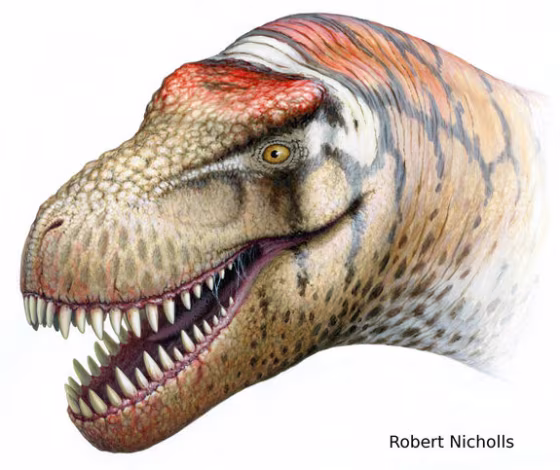 This&nbsp;newly identified T. rex relative, named Zhuchengtyrannus magnus,&nbsp;probably&nbsp;stood&nbsp;about 13 feet tall and weighed close to 13,200 pounds&nbsp;when it lived in what is now China.