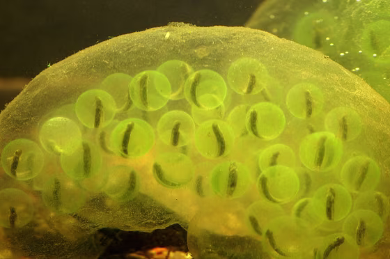The salamander lays its eggs in a gelatinous mass, which is soon overgrown with green algae.