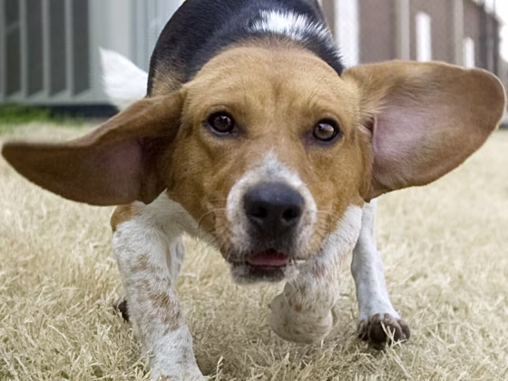 Image: Beagle