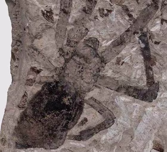 Fossil female golden orb-weaver spider (Nephila jurassica) from the Middle Jurassic of China.