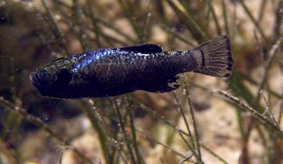 Pupfish from San Salvador island are the only species known to eat scales from other fish.