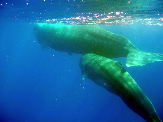 Mother and baby sperm whales swim together off the coast of Dominica.