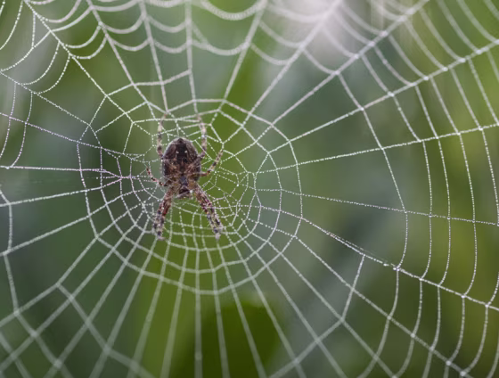 An orb spider on its web at sunrise in Washington state. Research shows human activity places these insects at risk.
