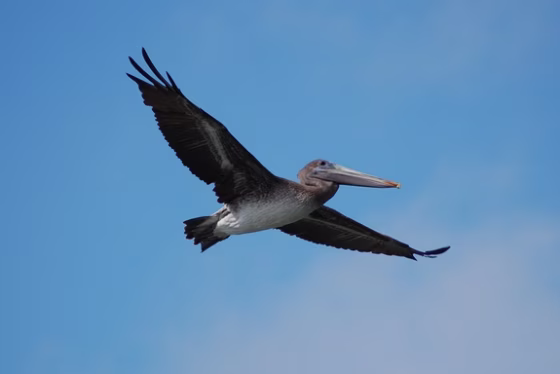 A pelican soars in flight. Pelicans share&nbsp; the&nbsp;"engulfment feeding" stategy for eating with whales.&nbsp;When two animals arrive at the same endpoint — in this case, these feeding structures — via different processes, it's called convergent evolution. 
