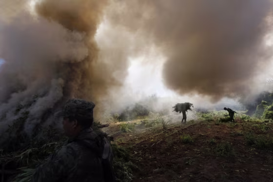 Image: Soldiers carry bundles of marijuana towards a bonfire for incineration during the destruction of a plantation in Amata, Mexico.