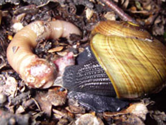 Image: Fist-sized hermaphrodite snails are on the rise in New Zealand, according to a recent wildlife conservation survey.