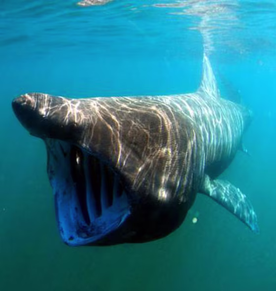 A basking shark feeding. Despite their rather alarming appearance, humans have nothing to fear from them.