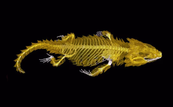 This portrait of an armadillo lizard, captured by the X-rays of a CT scanner, shows the animal's bony plates protecting its body.