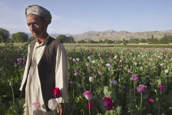 Image: Afghan poppy farmer, Zareen, stands in his poppy field