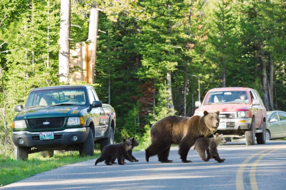 Image:&nbsp; Grizzly bear No. 399 crossing a road in Grand Teton National Park