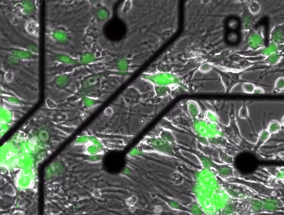 A close-up of microelectrodes measuring adult stem cells engineered to fluorescent green, distinguishing them from the original cells in the dish.