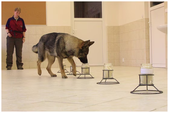 A dog sniffing the scent sample in a line-up could tell identical twins apart every time.