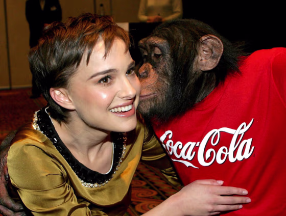 A new study says seeing chimpanzees on&nbsp;TV and in entertainment, such as in this photo with a chimp and Natalie Portman,&nbsp;may harm their endangered status.