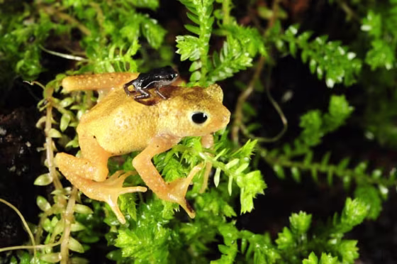 The Kihansi spray toad, an extremely rare species,&nbsp;belongs to a unique group of amphibians that give birth to live young instead of laying eggs. After delivering their babies, the toads carry their young on their backs.