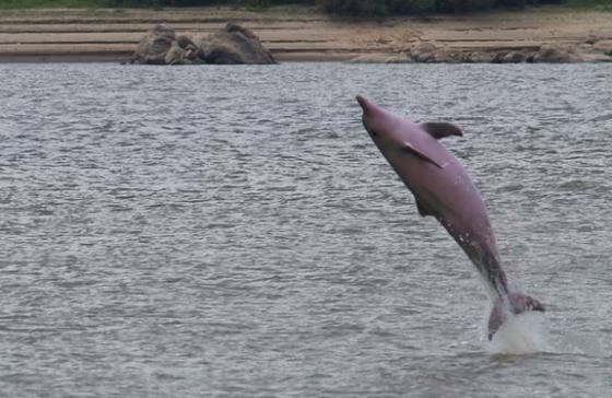 The Guiana dolphin (shown here) has the ability to sense electric fields, likely helping the aquatic mammals find prey in their murky habitat.