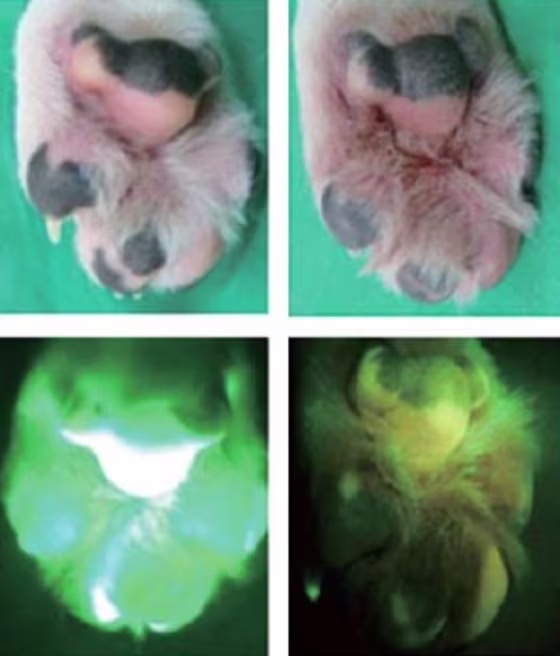 Image: Glow-in-the-dark paw