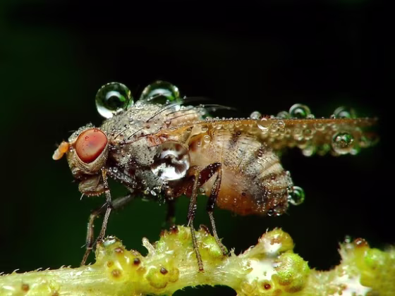 A decorated fly rests.