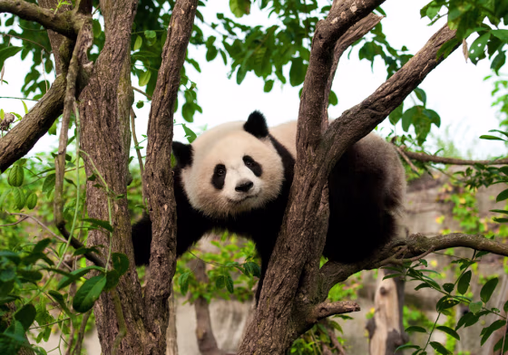 The giant panda 's scientific name, Ailuropoda melanoleuca, means "black and white cat-footed animal." Pandas can be found in six isolated forest areas in the Sichuan, Gansu and Shaanxi provinces of China. Their diet mostly consists of bamboo leaves.