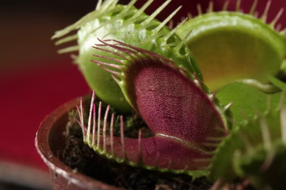 Image: Venus flytrap