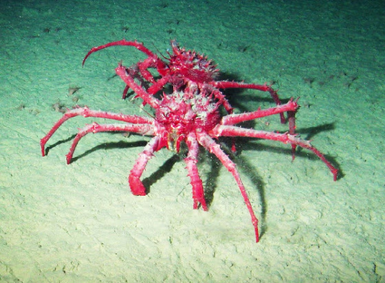 The king crab population in the Palmer Deep "is likely to serve as an important model for the potential invasive impacts of crushing predators," researchers say.
