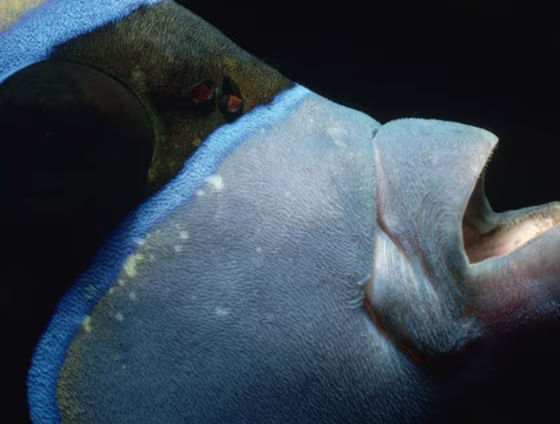 In addition to a protrudable jaw, angelfish have an extra joint in their lower jaws that allow them to bite while their jaws are extended.